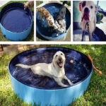 Foldable Dog Pool: Summer Fun!
