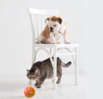 Smart Self-Rotating Cat Ball Toy! - Image 3
