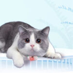 Smart Laser Cat Collar Toy: Keep Kitty Active! - Image 8