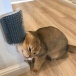 Cat Self-Grooming Wall Brush: Happy Kitty! - Image 2